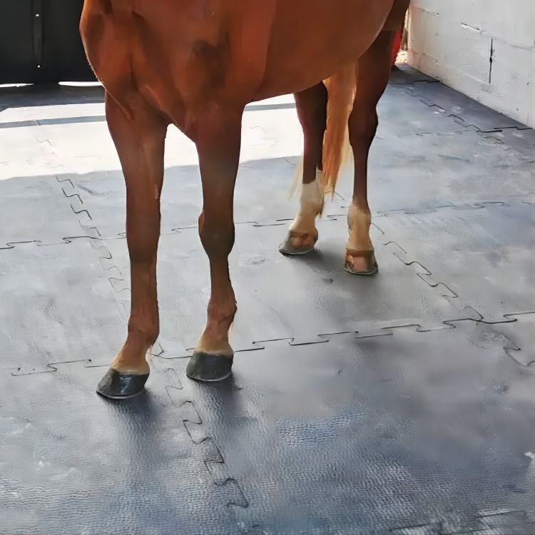 Eva Bottom 10x12 Mats For Horse Stalls en caoutchouc de verrouillage